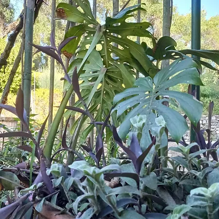 Kefalomandouko 3* Alepou